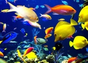 آیا ماهی ها می توانند بدون آب زنده بمانند