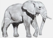 آموزش کشیدن نقاشی حیوانات جنگل فیل