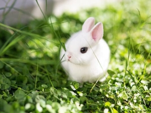 بچه خرگوش